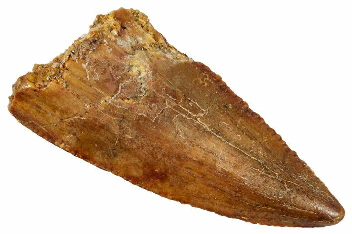 Serrated, Raptor Tooth - Real Dinosaur Tooth #275097